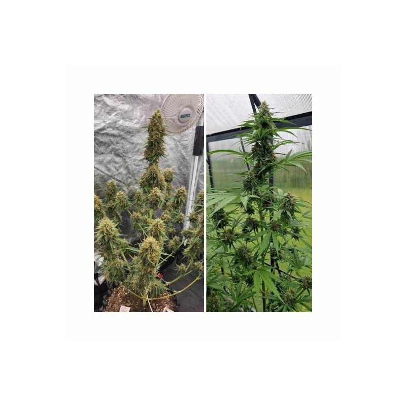 Auto Candy Bubatz XL, Фасовка: 7, изображение 4